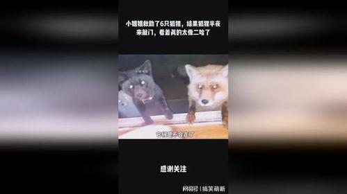 半只狐狸爆料视频下载,幕后真相大起底  第2张